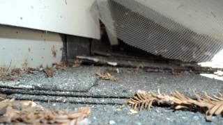 Bay Area Rodent Removal: 3 Signs You Might Have Rodents in Your House