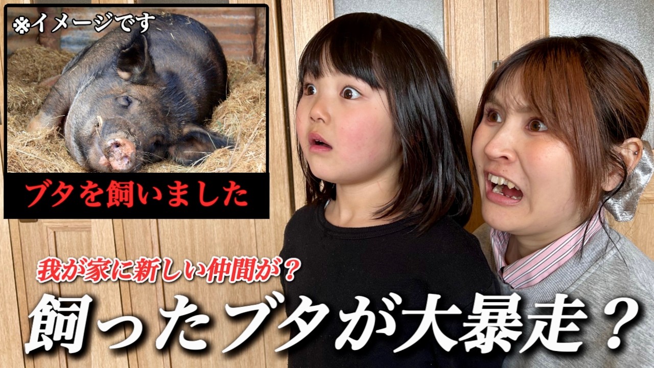 【ブタを飼いました】我が家に新しい家族が増えました！だがしかし、想像以上に◯◯だった？