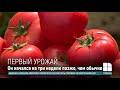 В продаже появились первые молдавские овощи: почем продают на рынке помидоры, перец и огурцы