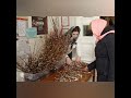 А. ФЕТ "Уж верба, вся пушистая"#любовь #shorts  #вербноевоскресенье