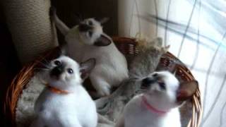 Siamese seal point kittens