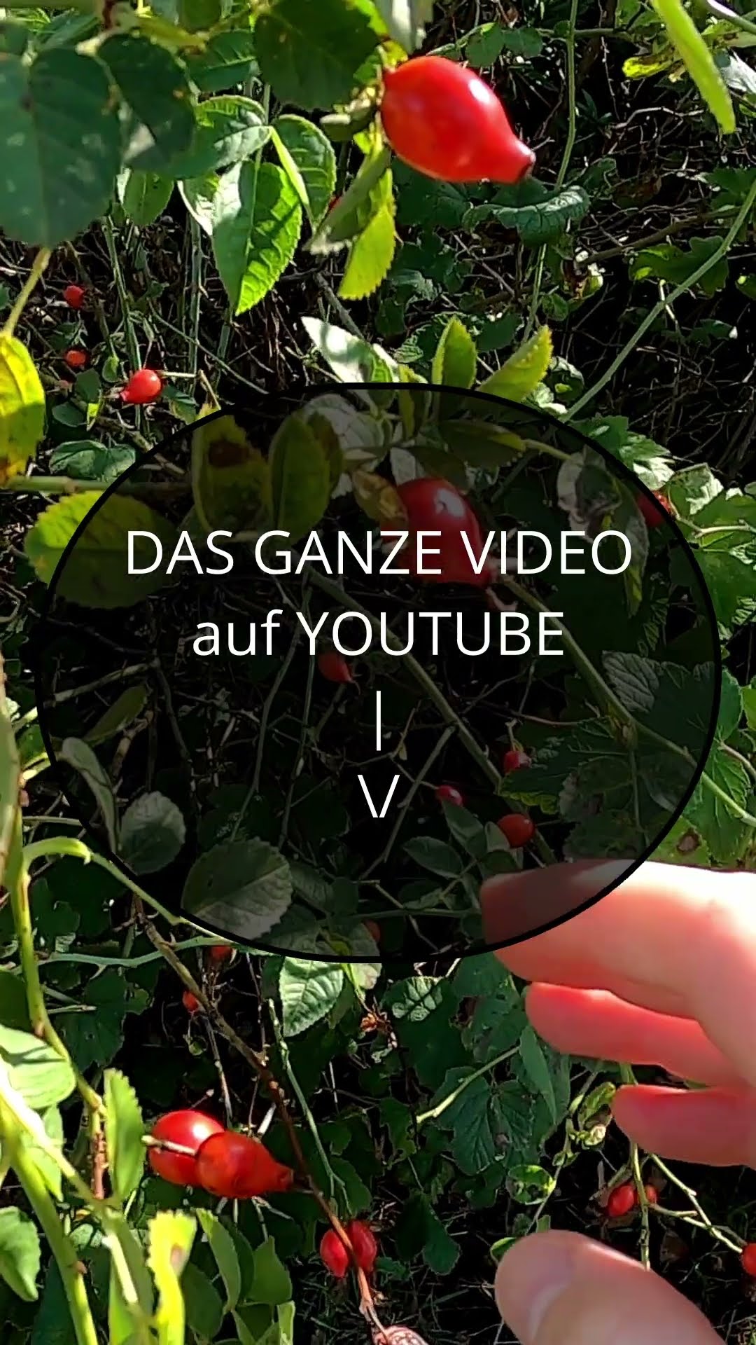Leckere Hagebuttenmarmelade schnell gemacht. - YouTube