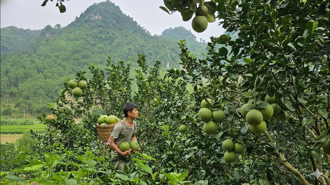 Кха выращивает бананы и собирает необычные красные грейпфруты – Вы не поверите, что происходит.