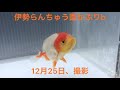 (金魚)伊勢らんちゅう面被りb