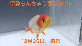 (金魚)伊勢らんちゅう面被りb