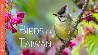 Taiwan Birding Adventure: Island's Endemic Avian Treasures | Episode 2