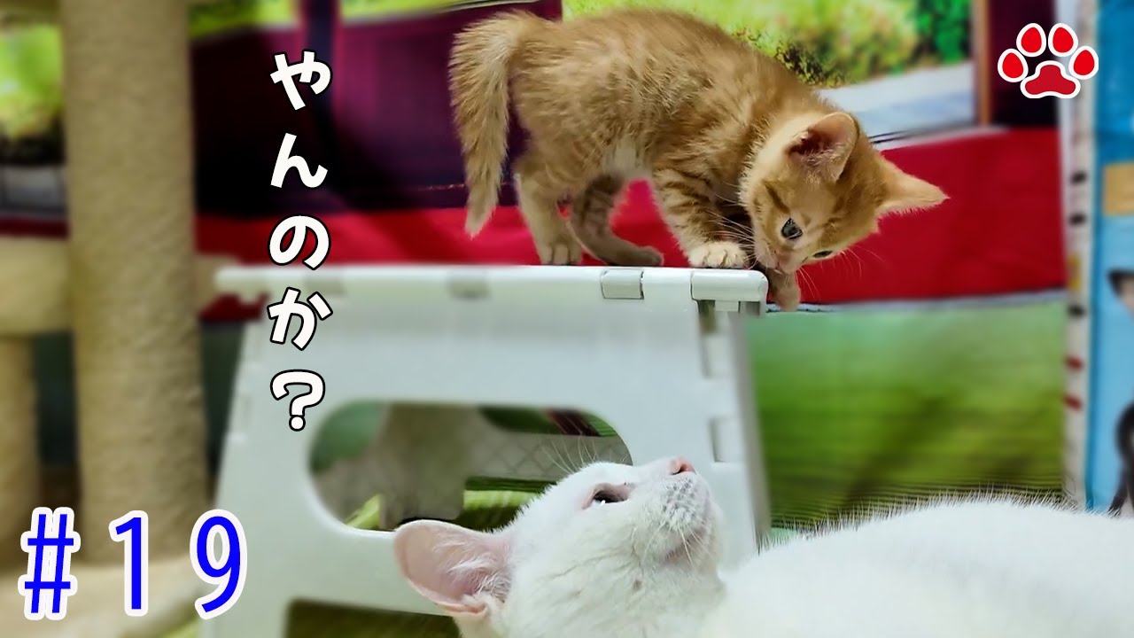 3匹の子猫に絡まれるベル。マロン、気合の「みゃ！」も落ちそうになる【瀬戸の3兄弟日記】