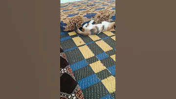 القطط تحب اللعب كثيرا قطط مضحكه قطط كيوت اكسبلور Cat Funny Shorts سومو جي ترند لايك 