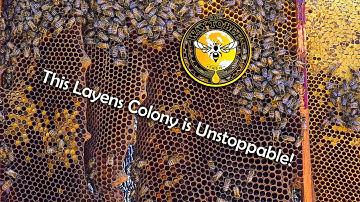 Layens Hive Inspection April 30th 2025 No Swarm Cells yet.