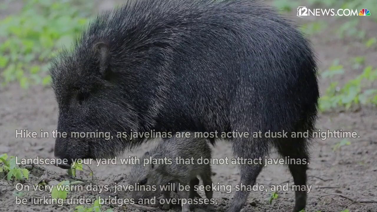 How to deal with wild animal encounters