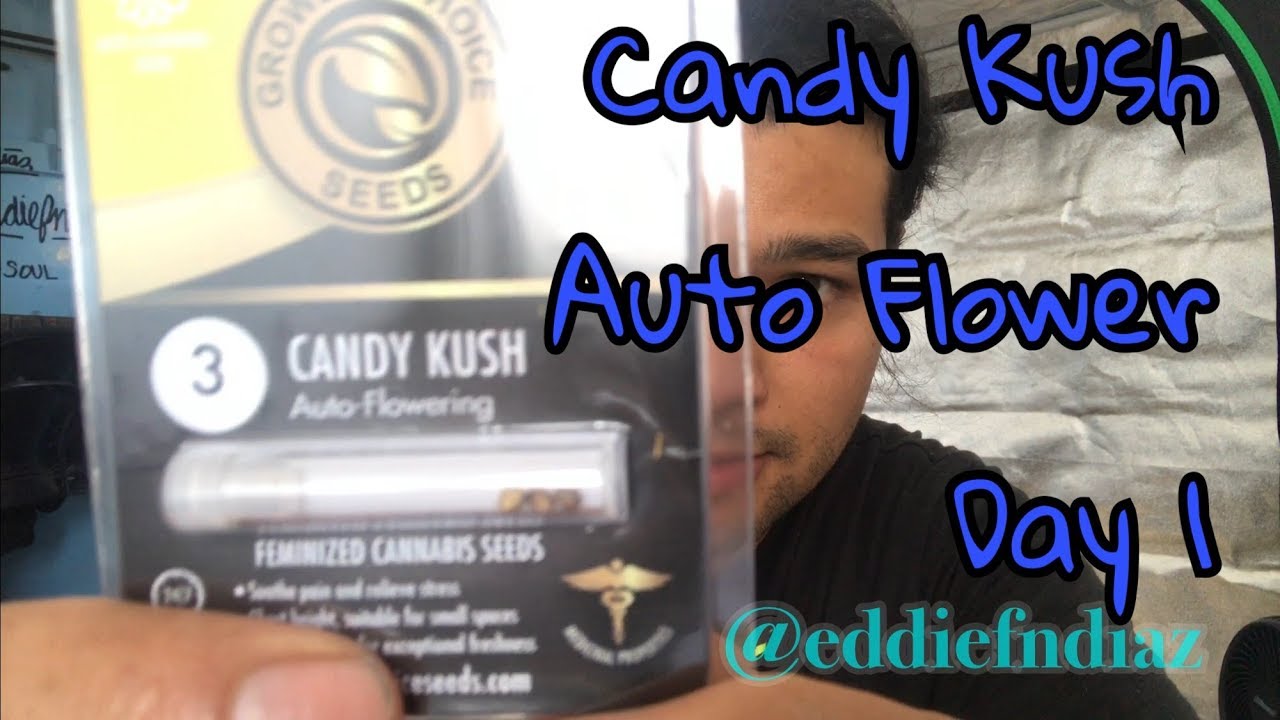 Candy Kush Auto Flowering Grow