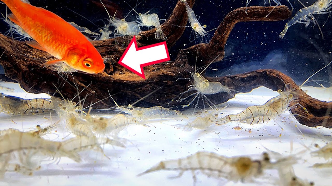 腹ペコのフグの水槽に生きた金魚を投入した結果 的youtube視頻效果分析報告 Noxinfluencer