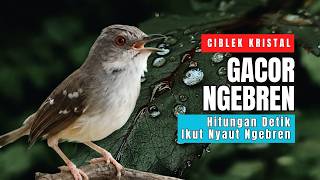 Ciblek Kristal Gacor Ngebren Nembak Panjang-panjang | Pancingan Ampuh Ciblek Malas Bunyi dan Macet