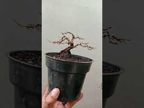 #programdasar #cendrawasihekormerak #bonsai