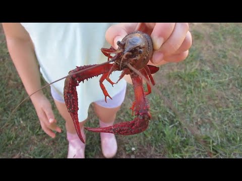 Trapping Crayfish with Kids: A Great Outdoor Family Activity