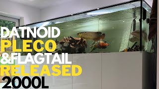 Releasing Datnoid And More In To The 2000L Aquarium