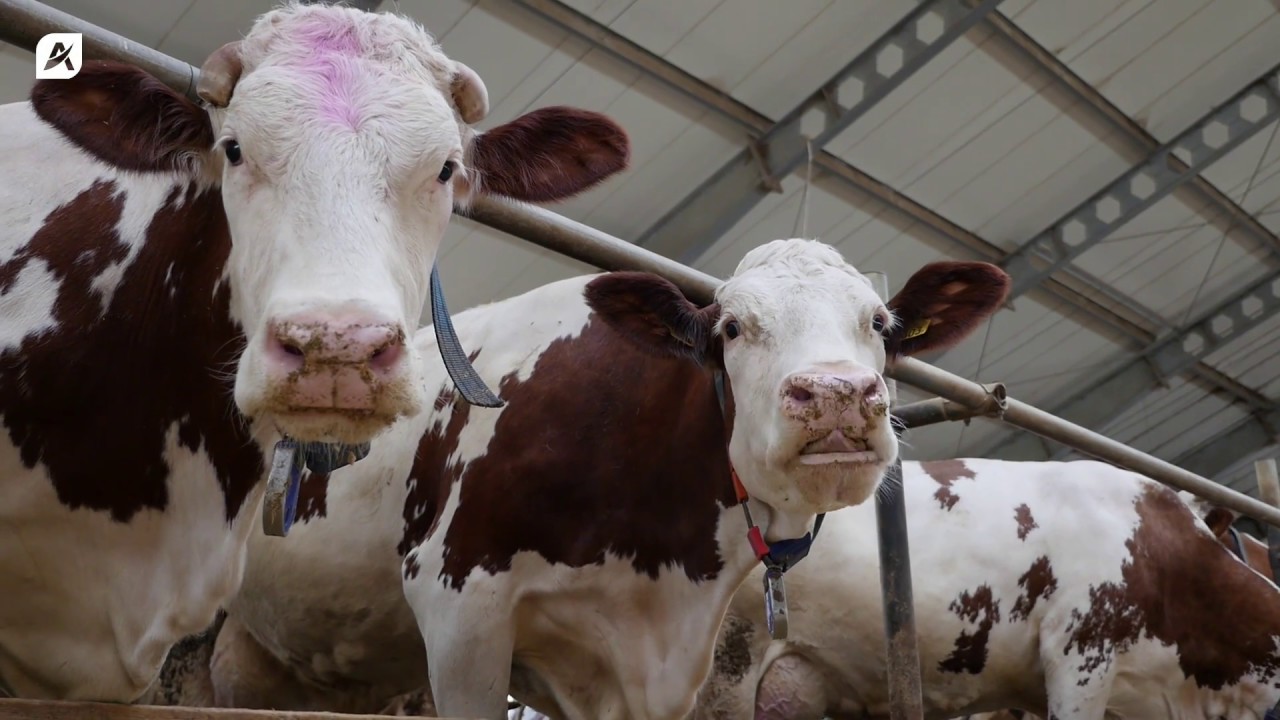Zalety hodowli krów rasy Montbeliarde | Projekt Agrar