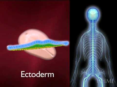 Differentiation and the Fate of Cells