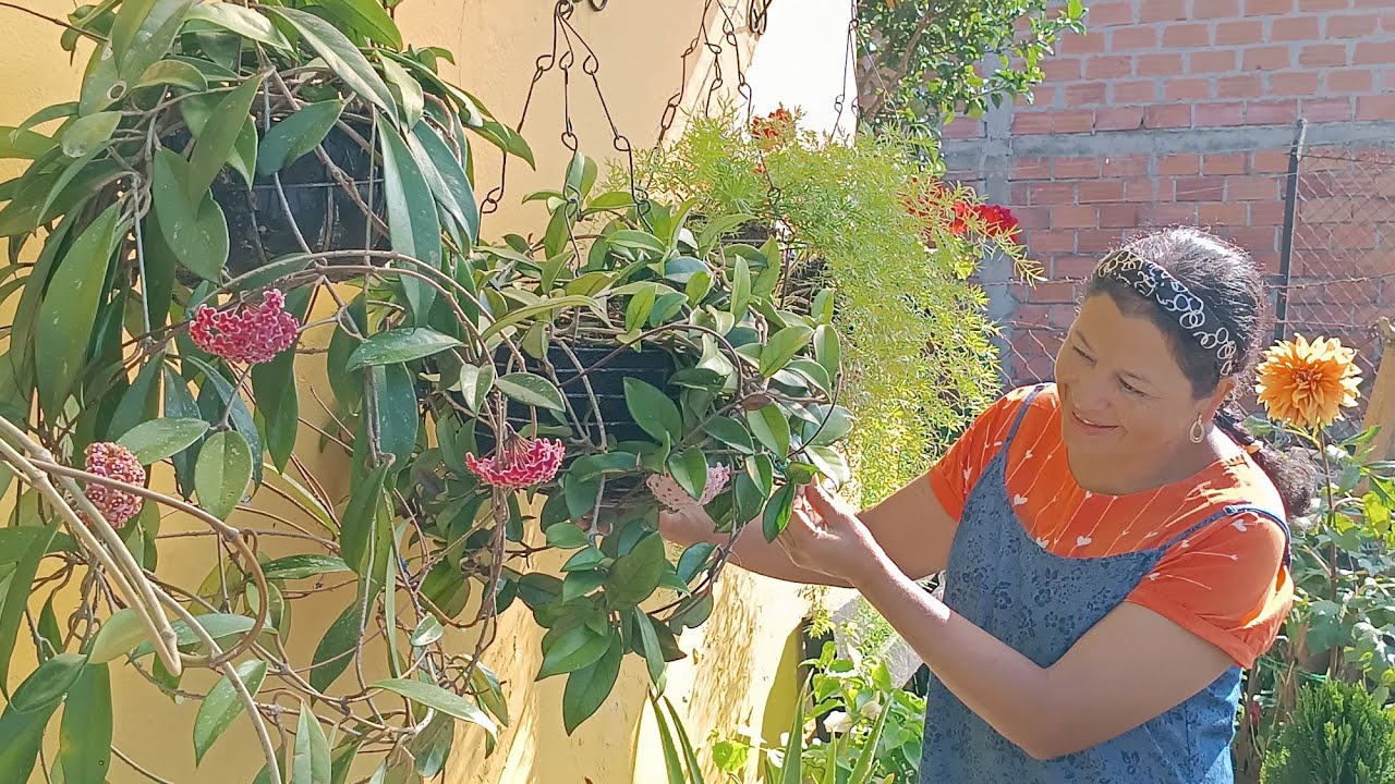 Mis Hoyas o Plantas de Cera con Nuevos Colores 😍 🌸 😃