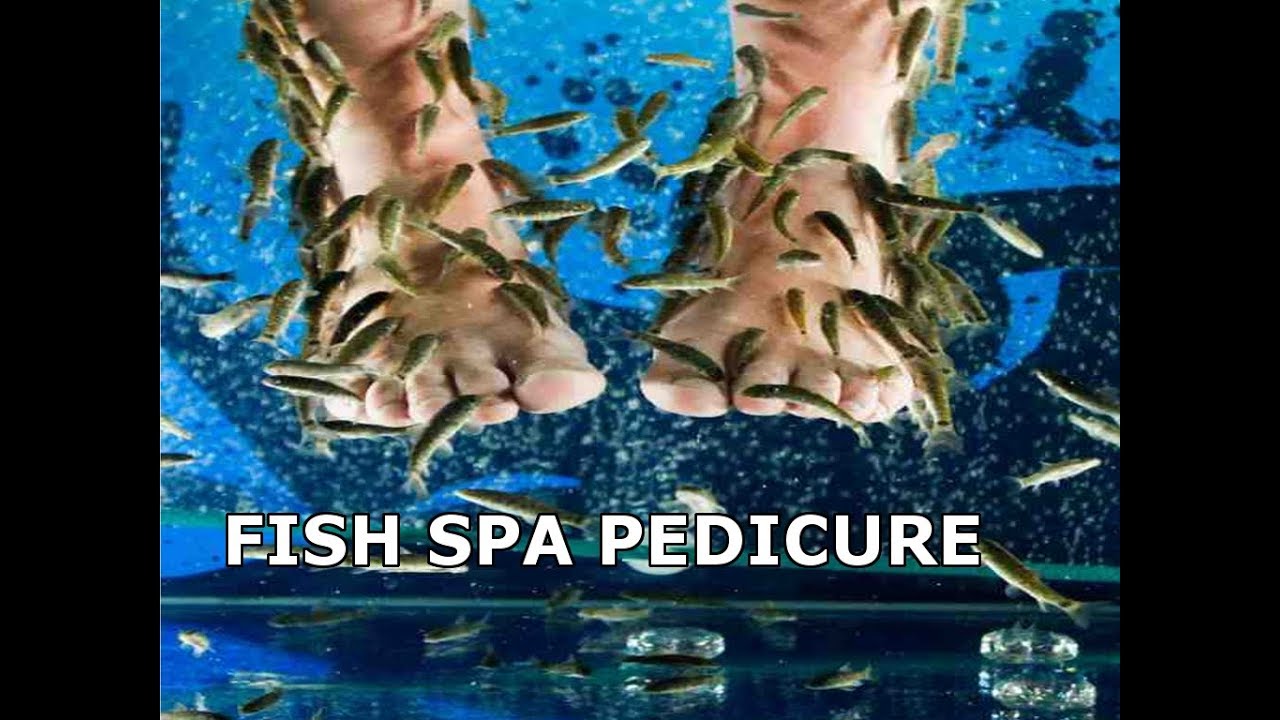Fish spa pedicure in Inorbit mall Bangalore VIRAL 360