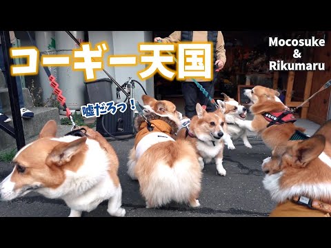 大渋滞のお花屋さん、コーギー好きにはたまらない場所です