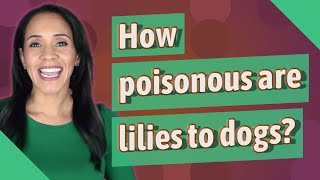 How poisonous are lilies to dogs?