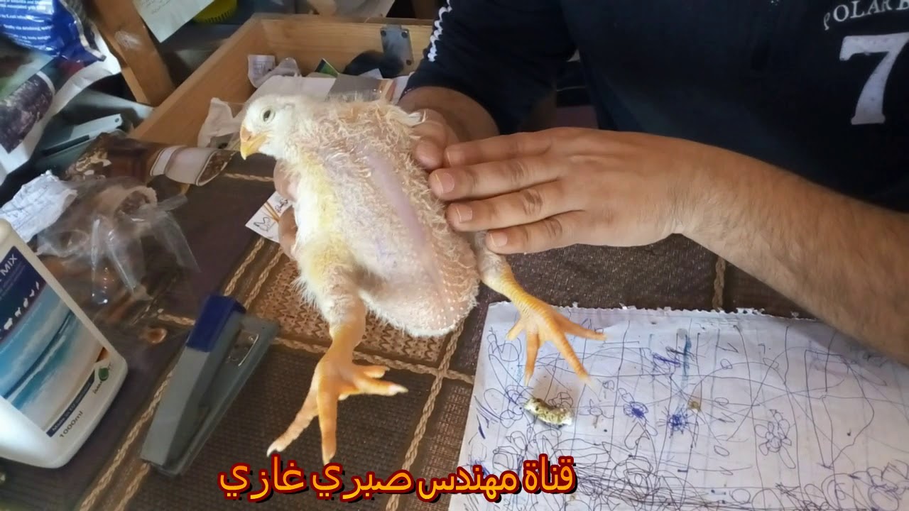 الفرخه بطنها منتفخه ولما ندبحها نلاقى مياه صفره نزله من بطنها السبب والعلاج