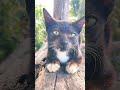 mungkin dia gak tau kenapa ditinggalkan tapi dia tetap berharap #cat #catshort #cinematic #kucing