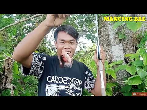 mancing-ikan-nila-di-sungai-kecil-ternyata-banyak-babon-nya