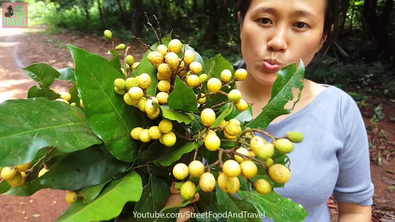 Vietnamese Fruit Fresh Fruit in Forest Vietnam Travel Vietnam