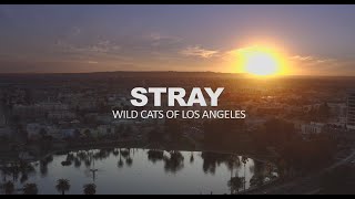 Stray (USC Thesis Film)