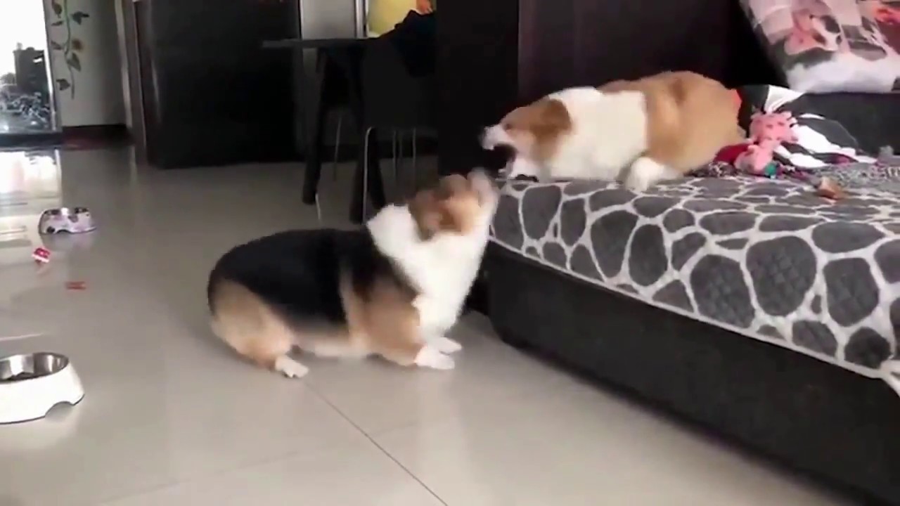 1 minute of Ozzy Man Reviews's "nah, fuck you!" [HD] YouTube