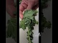 how to clean the kale