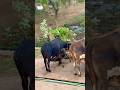 Purest Form of Love: Cow & Calf Moments | Om Namah Bhagavate Vasudevaya