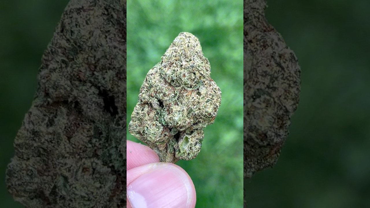 Hong Kong ⛩️ from THCA Small Buds 