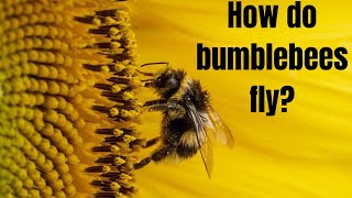 The secret of the bumblebee: why it shouldn't fly, but it does!