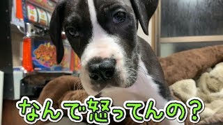 うちの愛犬が怒ってるんですけど、なんでだろ・・・