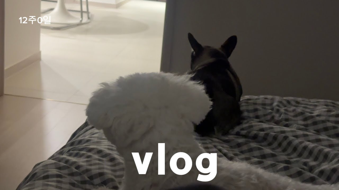 VLOG 12주 임신 일상, 입덧은 언제 끝나나요 …?,애개육아 