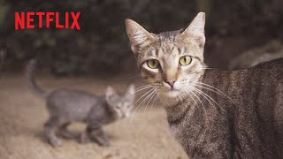 Paraiso De Los Gatos (Paradise of Cats) - Directed by Carolina Fusilier