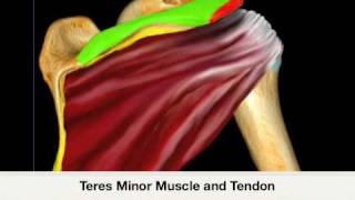 How To: Posterior Labrum Shoulder Case Study Video
