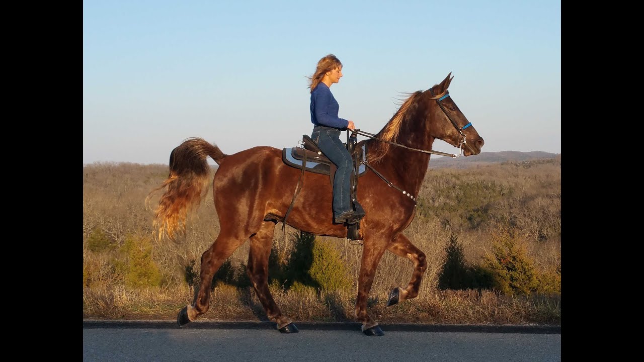 Missouri Foxtrotter Gaited Trail Horse For Sale
