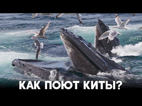 Учёные нашли орган, которого нет ни у одного другого морского обитателя