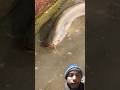 Amazing videosort#fishing #bigfish #fish #carpfishing #viralvideo #amazingfishing #amazing #carp
