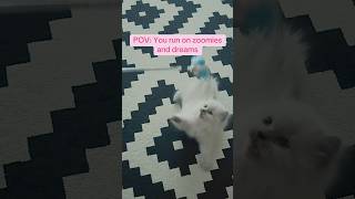 Pure chaos #britishlonghair #kitten #catplaying #cute #fyp