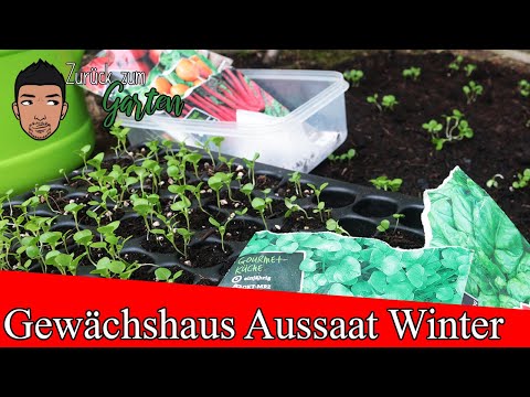 Video: Gärtnern im Gewächshaus im Winter: Pflanzen im Gewächshaus im Winter anbauen