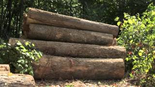 How to Sort Logs in a Log Yard | Indiana DNR
