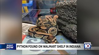 Python found in Walmart in Indiana - YouTube