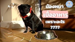 สุนัขไม่กินอาหาร สุนัขเบื่ออาหาร เพราะอะไร? | Sudpad-Dog