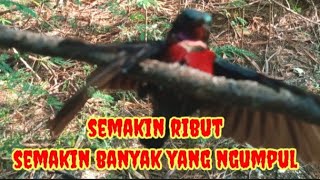 SUARA PIKAT BURUNG KOLIBRI RIBUT