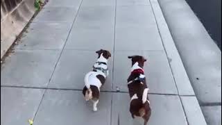 Video of adoptable pet named Milo - So Cal